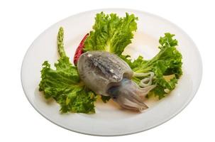 Raw cuttlefish on the plate and white background photo