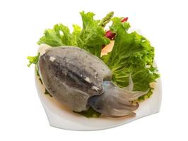 Raw cuttlefish on the plate and white background photo