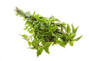 pepper mint on white background photo