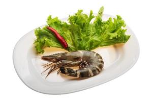 Tiger prawn on the plate and white background photo