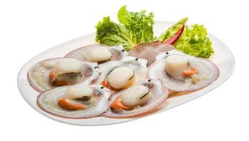 Raw fresh scallop photo