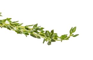 Thyme branch on white background photo