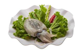 Raw cuttlefish on the plate and white background photo