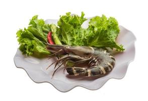 Tiger prawn on the plate and white background photo