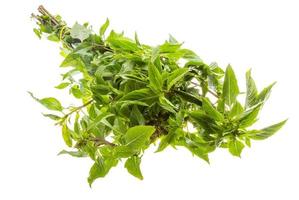 pepper mint on white background photo