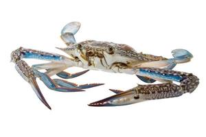 Raw blue crab on white background photo