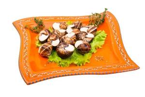 Escargot on the plate and white background photo