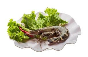 Tiger prawn on the plate and white background photo