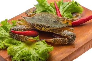 Raw crab on wooden board and white background photo