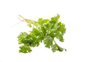 Coriander on white background photo