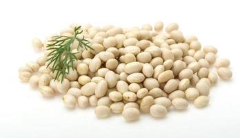 White dry beans photo