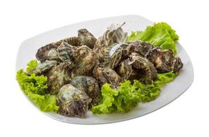 Oyster on the plate and white background photo