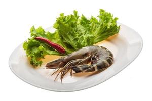 Tiger prawn on the plate and white background photo