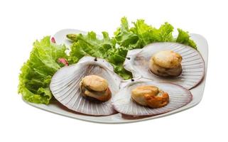 Grilled scallops on the plate and white background photo