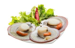 Raw fresh scallop photo