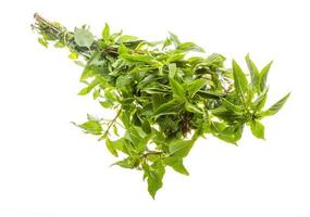 pepper mint on white background photo