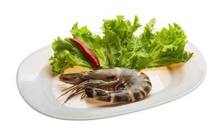 Tiger prawn on the plate and white background photo