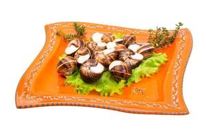 Escargot on the plate and white background photo