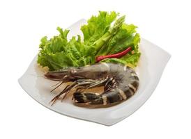 Tiger prawn on the plate and white background photo