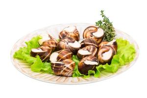 Escargot on the plate and white background photo