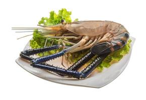 Freshwater prawn on the plate and white background photo