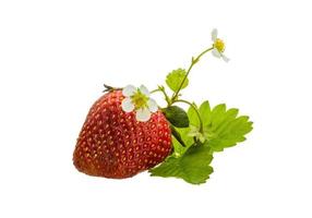 Ripe strawberry on white background photo