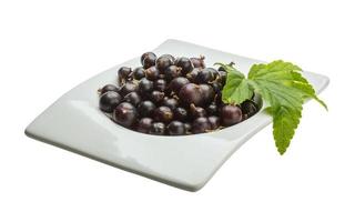 Black currant on white background photo