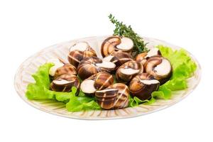 Escargot on the plate and white background photo