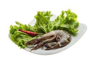 Tiger prawn on the plate and white background photo
