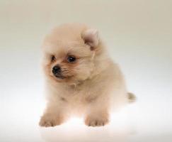 cachorro de pomerania spitz foto