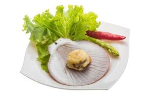 Grilled scallops on the plate and white background photo