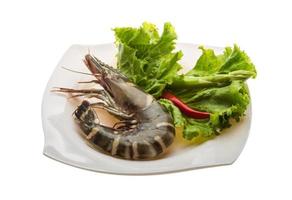 Tiger prawn on the plate and white background photo
