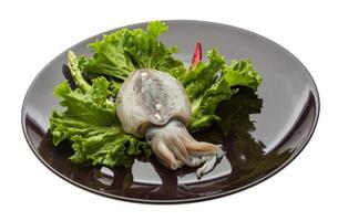 Raw cuttlefish on the plate and white background photo