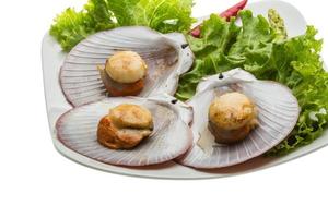 Grilled scallops on the plate and white background photo