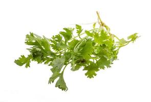 Coriander on white background photo