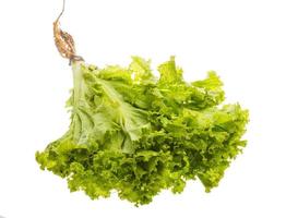 Salad leaves on white background photo