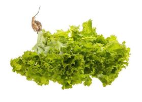 Salad leaves on white background photo