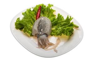 Raw cuttlefish on the plate and white background photo