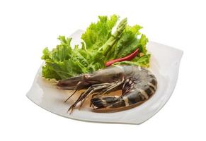 Tiger prawn on the plate and white background photo