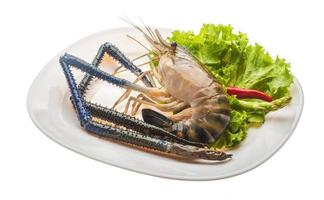 Freshwater prawn on the plate and white background photo