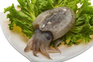 Raw cuttlefish on the plate and white background photo