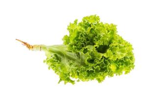 Salad leaves on white background photo