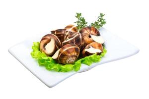 Escargot on the plate and white background photo