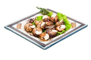 Escargot on the plate and white background photo