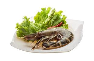 Tiger prawn on the plate and white background photo