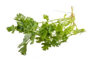 Coriander on white background photo