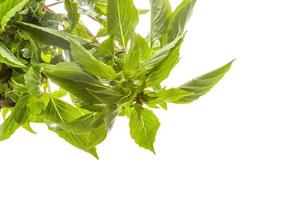 pepper mint on white background photo