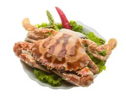 Red crab on the plate and white background photo