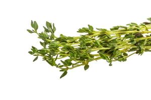 Thyme branch on white background photo