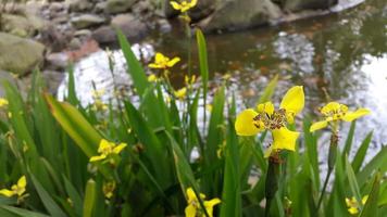 flor amarilla al lado del estanque en el jardín foto